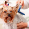 Cursos peluquería canina